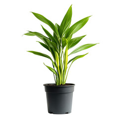 A Small Potted Ginger Plant with Tall Green Leaves Isolated on Transparent Background