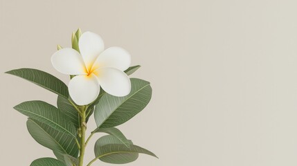Fototapeta premium Single white plumeria flower, green leaves, neutral background; spa, wellness