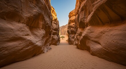 Exploring a Desert Canyon with a Single Tree in the Distance