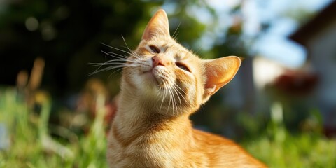 An Inquisitive and Playful Orange Cat Delightfully Enjoying a Beautiful Sunny Day