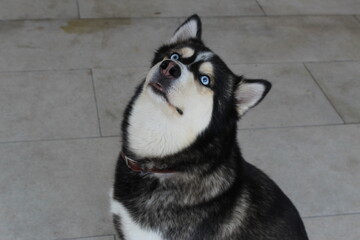 Husky blue eyes