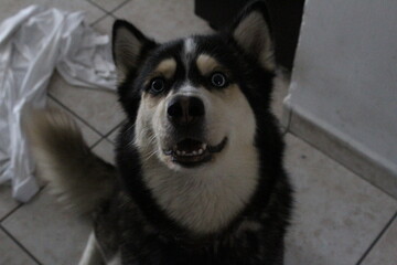 Happy husky © JO