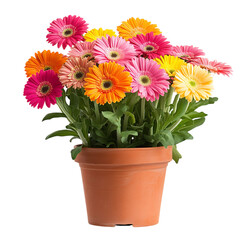 A Vibrant Potted Gerbera Daisy Plant with Colorful Blooms Isolated on Transparent Background