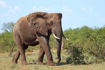 Obraz premium Afrikanischer Elefant / African elephant / Loxodonta africana