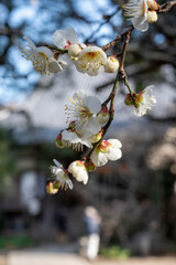 鎌倉2502　宝戒寺7　白梅