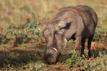 Warzenschwein / Warthog / Phacochoerus africanus..