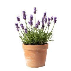 Naklejka premium Lavender Plant in Terrarium Pot Isolated on Transparent Background