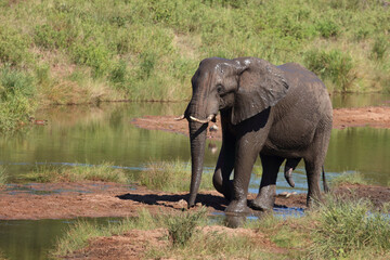 Afrikanischer Elefant / African elephant / Loxodonta africana
