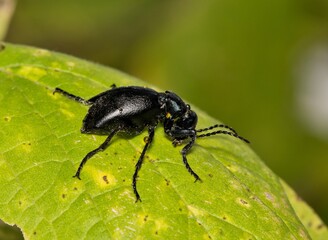 American oil beetle Meloe americanus insect on leaf nature pest control.	