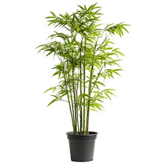 A Tall Potted Bamboo Plant with Green Leaves Isolated on Transparent Background