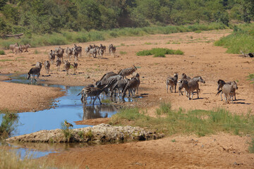 Fototapeta premium Steppenzebra im Tsendze River/ Burchell's zebra in Tsendze River / Equus quagga burchellii