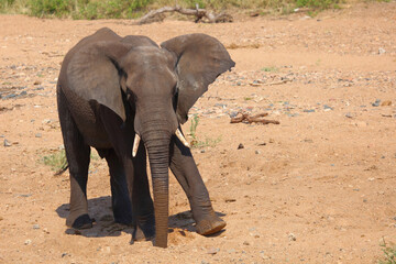 Fototapeta premium Afrikanischer Elefant / African elephant / Loxodonta africana