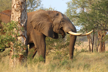 Fototapeta premium Afrikanischer Elefant / African elephant / Loxodonta africana..
