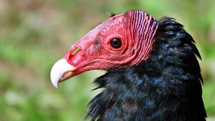 Close-up portrait of red-headed vulture isolated on green background