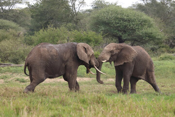 Fototapeta premium Afrikanischer Elefant / African elephant / Loxodonta africana.