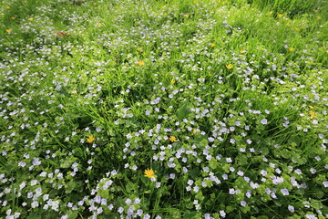 A white spring flowers on the green background