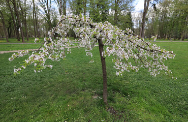 A short tree with white flowers in a spring park