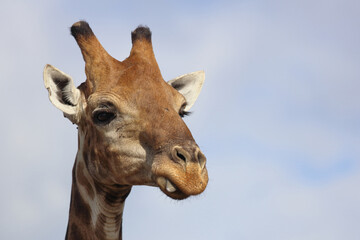 Giraffe / Giraffe / Giraffa camelopardalis
