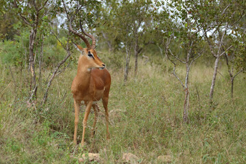 Schwarzfersenantilope / Impala / Aepyceros melampus
