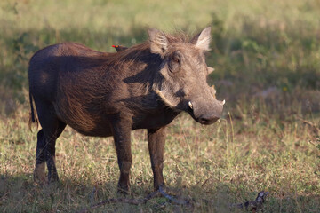 Warzenschwein und Rotschnabel-Madenhacker / Warthog and Red-billed oxpecker / Phacochoerus africanus et Buphagus erythrorhynchus