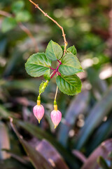 Fuchsia hybrida pertenece a la familia de Onagraceae.	