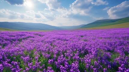 Fototapeta premium Sunny purple wildflowers, rolling hills, scenic landscape
