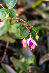 Fuchsia hybrida pertenece a la familia de Onagraceae.