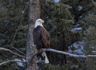 Bald Eagles in the Canyon