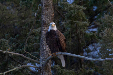 Bald Eagles in the Canyon