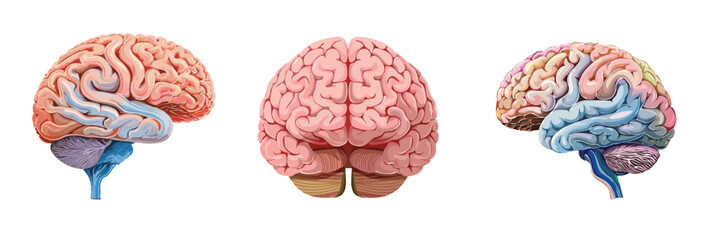 Human brain, front and side view, anatomy diagram vector illustration,人腦插圖，人腦 ，  This is not a medical-grade anatomical illustration; it's for illustrative purposes only.