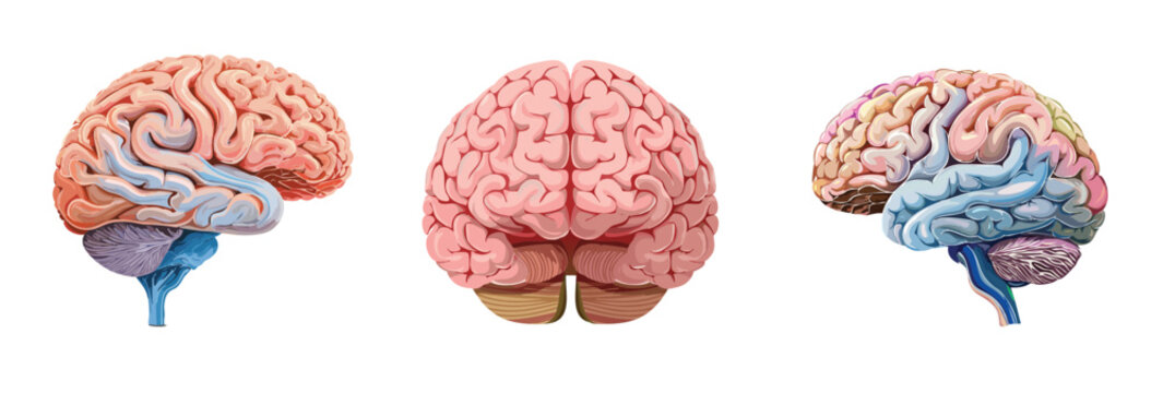 Human brain, front and side view, anatomy diagram vector illustration,人腦插圖，人腦 ，  This is not a medical-grade anatomical illustration; it's for illustrative purposes only.