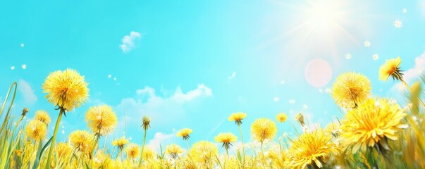 Obraz premium Vibrant yellow dandelions blooming under blue sky and sunshine