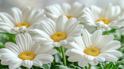Fototapeta premium Close up of Several White Daisies with Yellow Centers in Full Bloom a Beautiful Floral Arrangement