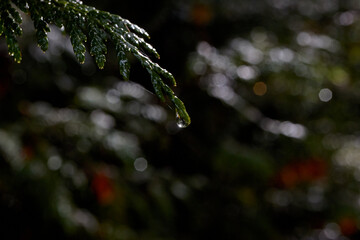 Single Water Drop on Green Tree Branch