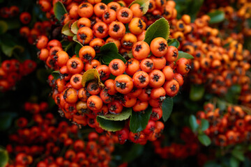 Filled with Firethorn Orange Berries
