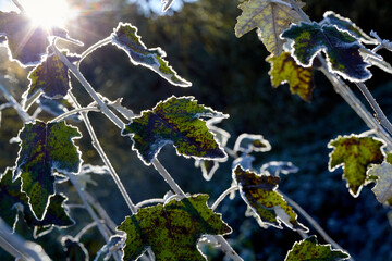 Sun Outline of Frosty Leaves