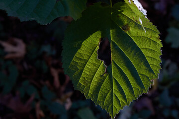The Chewed Out Green Leaf