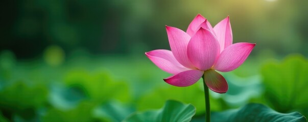 Obraz premium A delicate pink lotus blooms in the morning dew drops, lotus, flower