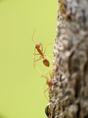 Weaver ants or Oecophylla are walking on a tree trunk