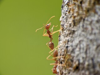 Weaver ants or Oecophylla are walking on a tree trunk