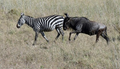 Plains zebra and blue wildebeest migrating together in the african savanna during the dry season