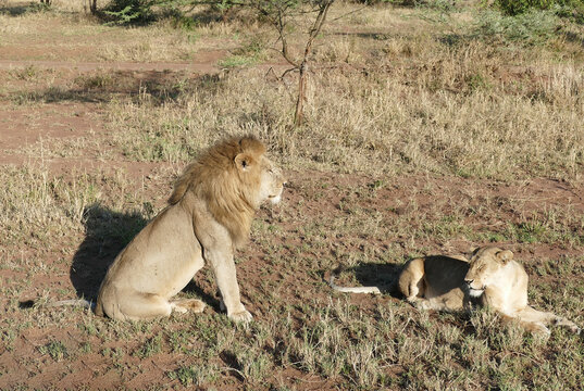Majestic male lion sitting and observing while lioness resting nearby in the african savanna - Powered by Adobe