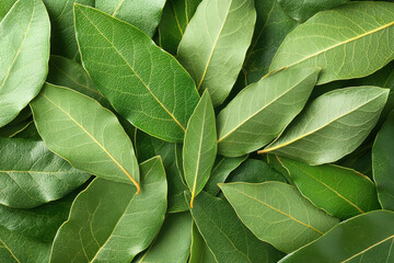 A close up of green leaves with a few spots on them