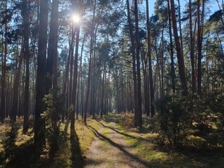 forest bohemia