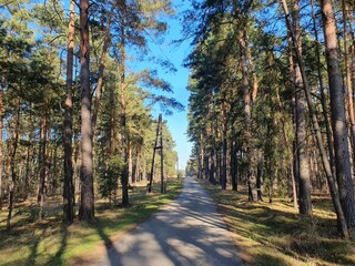 forest bohemia
