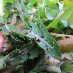 Obraz premium 日本で早春にタンポポが黄色い花を咲かせています