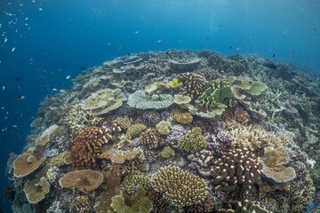 Great Barrier Reef Underwater adventure explore coral fish Australia scuba diving