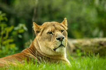 portrait of a lioness