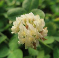 日本で早春にシロツメクサが白い花を咲かせています