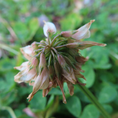 日本で早春にシロツメクサが白い花を咲かせています